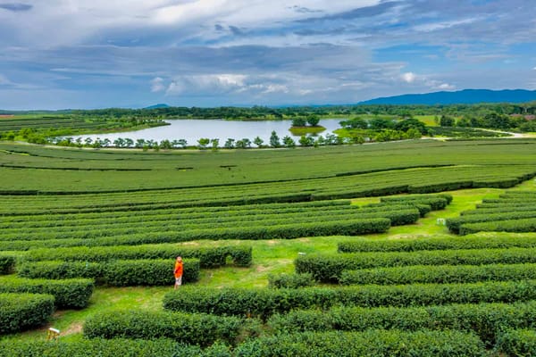 Zach Price Takes You Deeper Into Chiang Mai Coffee
