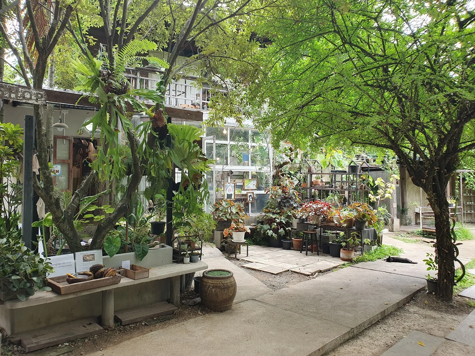 Pong Noi