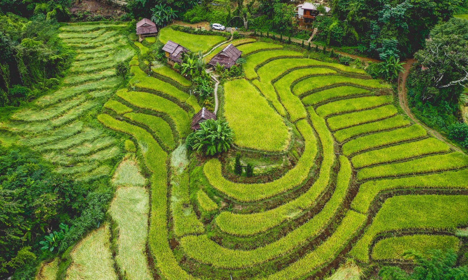 Aerial view of green terraced rice paddies and farm plots in Northern Thailand